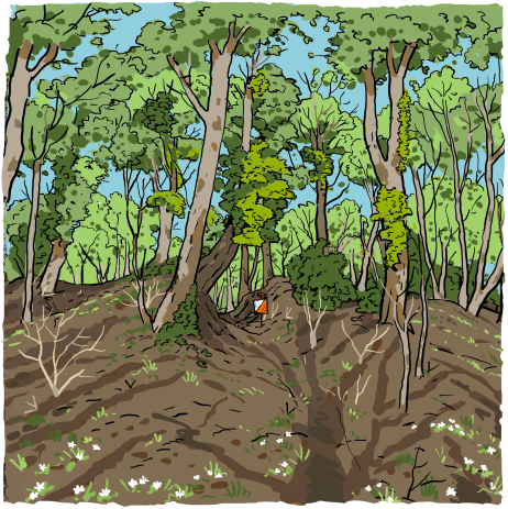 Orienteering Image